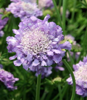 Scabiosa columbaria 'Butterfly Blue'
